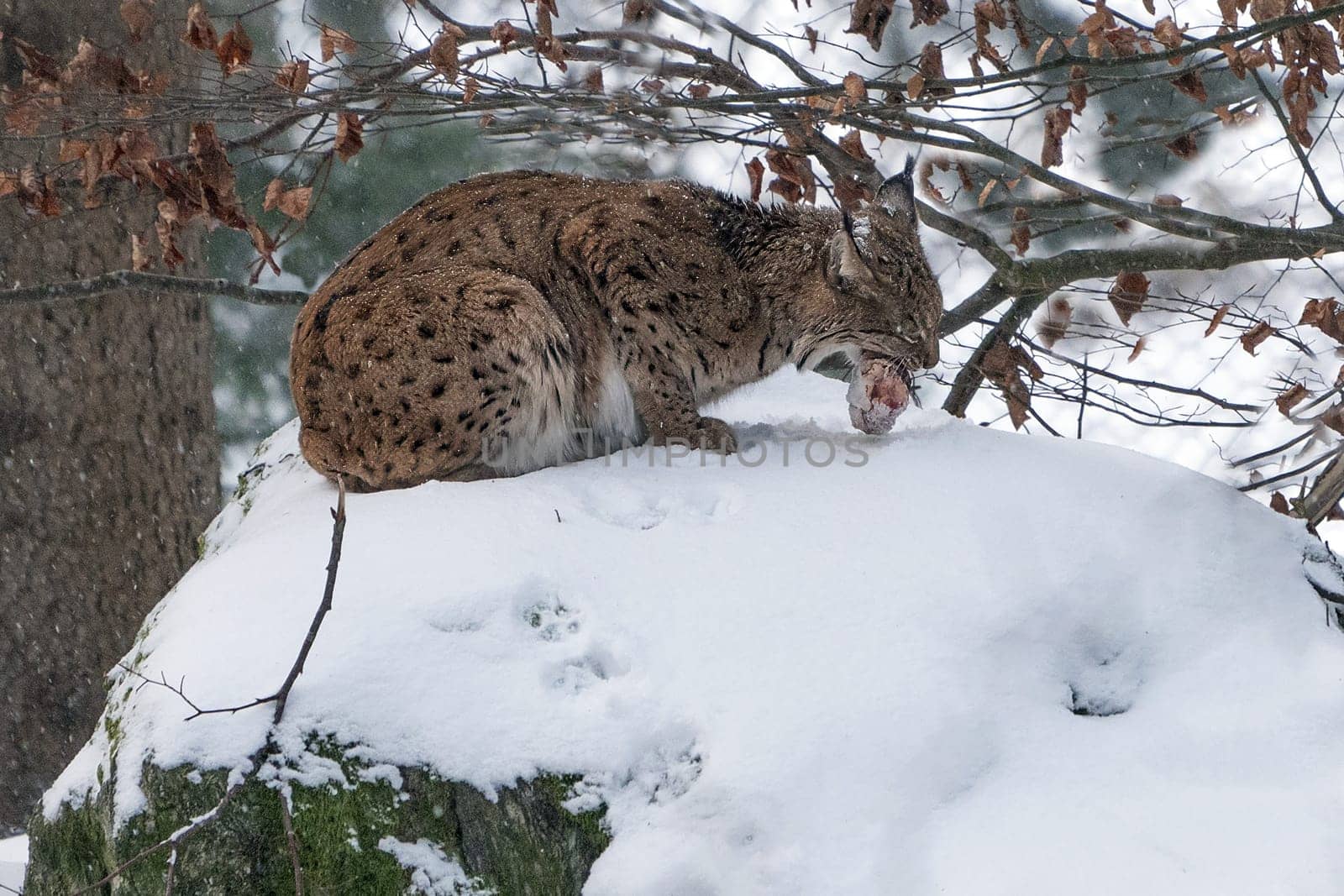 hunting caught a mouse in mouth Eurasian Lynx walking, wild cat in the forest with snow. Wildlife scene from winter nature.
