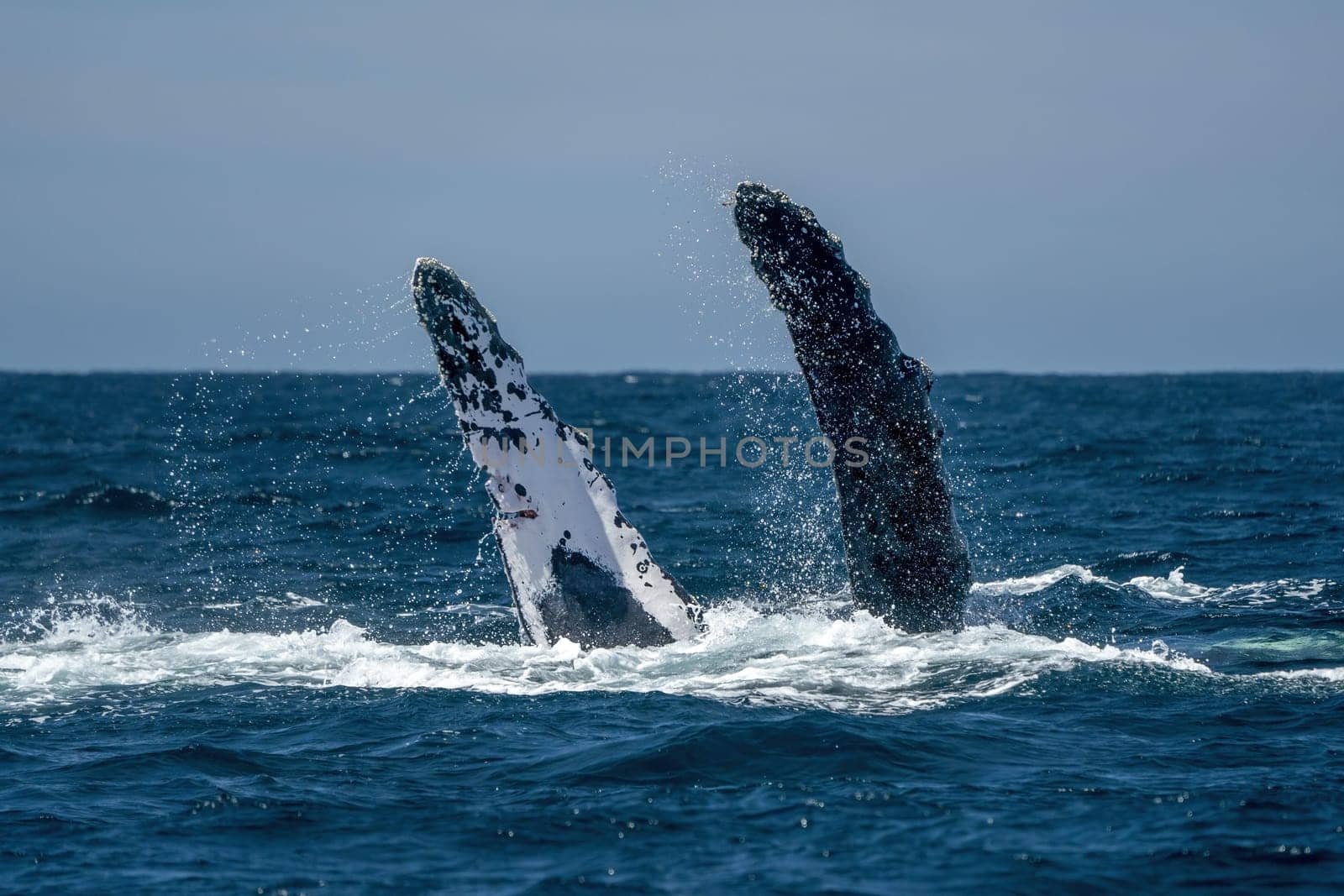 An humpback whale slapping pectoral fins in todos santos cabo san lucas baja california sur mexico pacific ocean