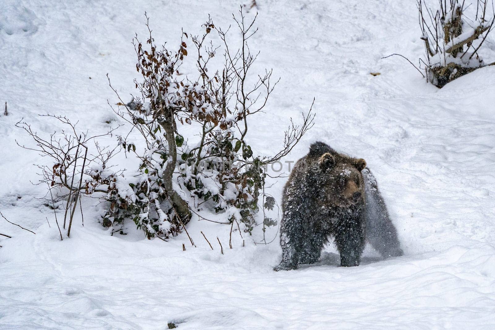 Brown Bears standing while snowing in the snowy winter forest by AndreaIzzotti