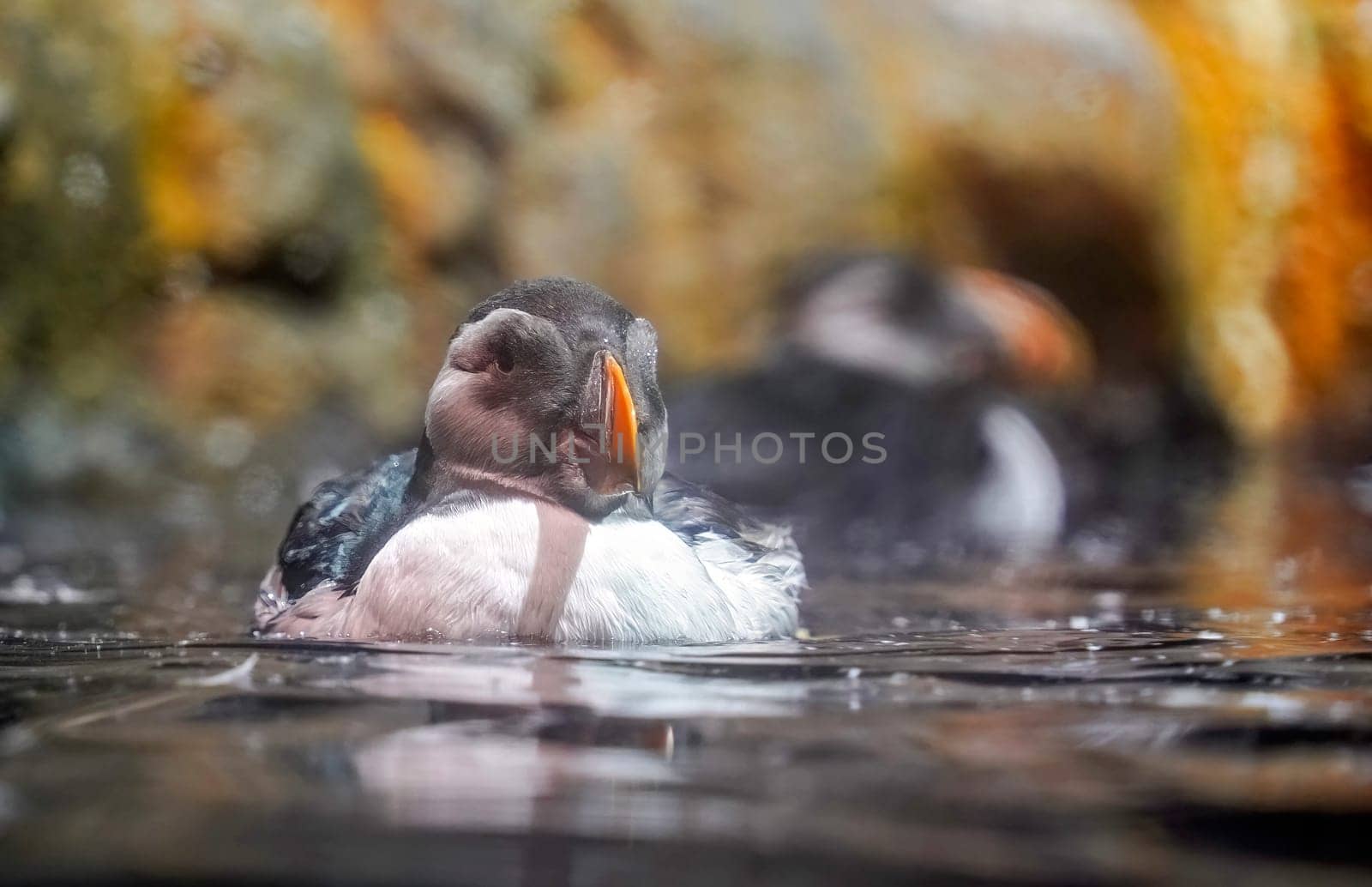 Tufted Puffin in water portrait by AndreaIzzotti