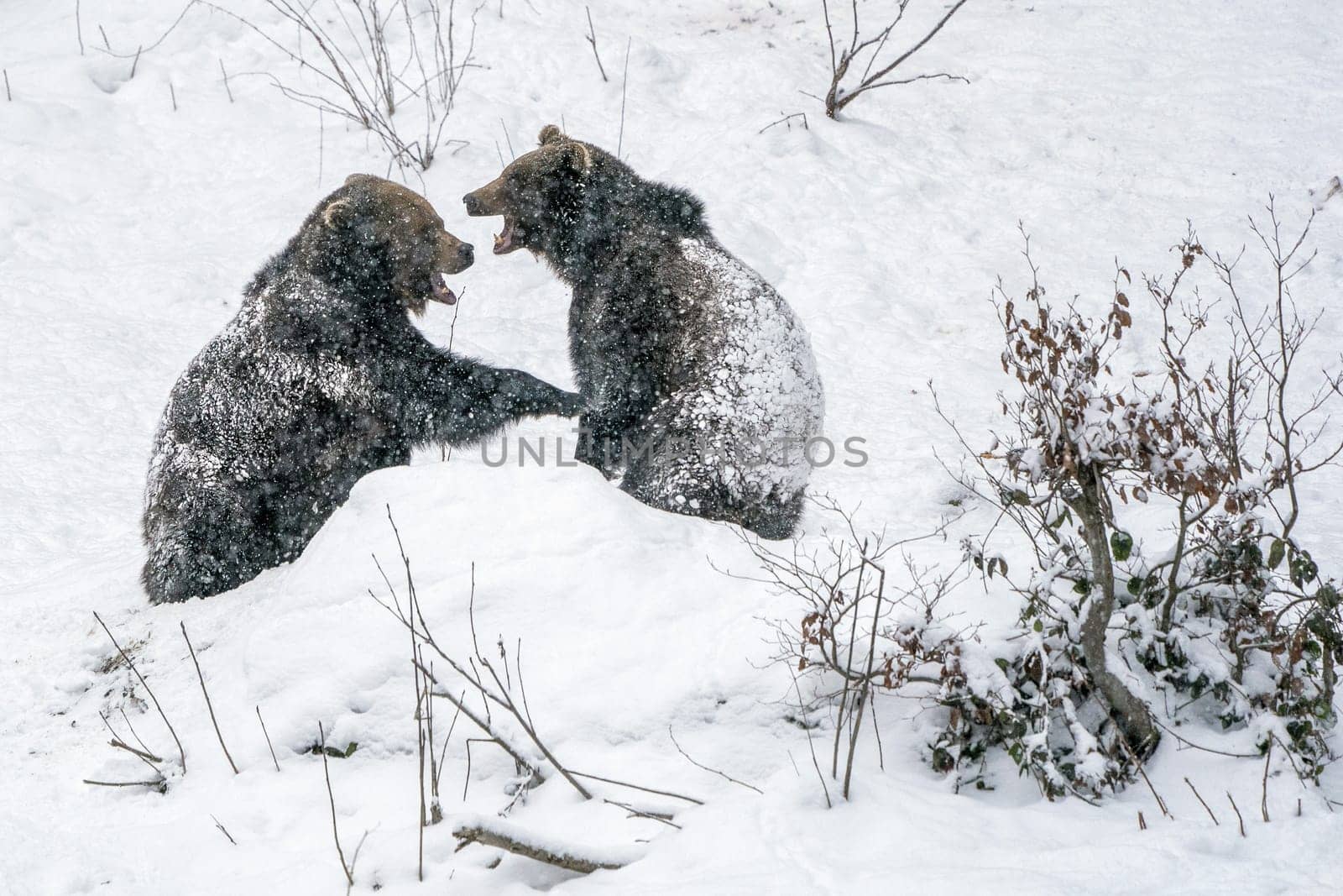 Brown Bears fight or play in the snow in winter forest