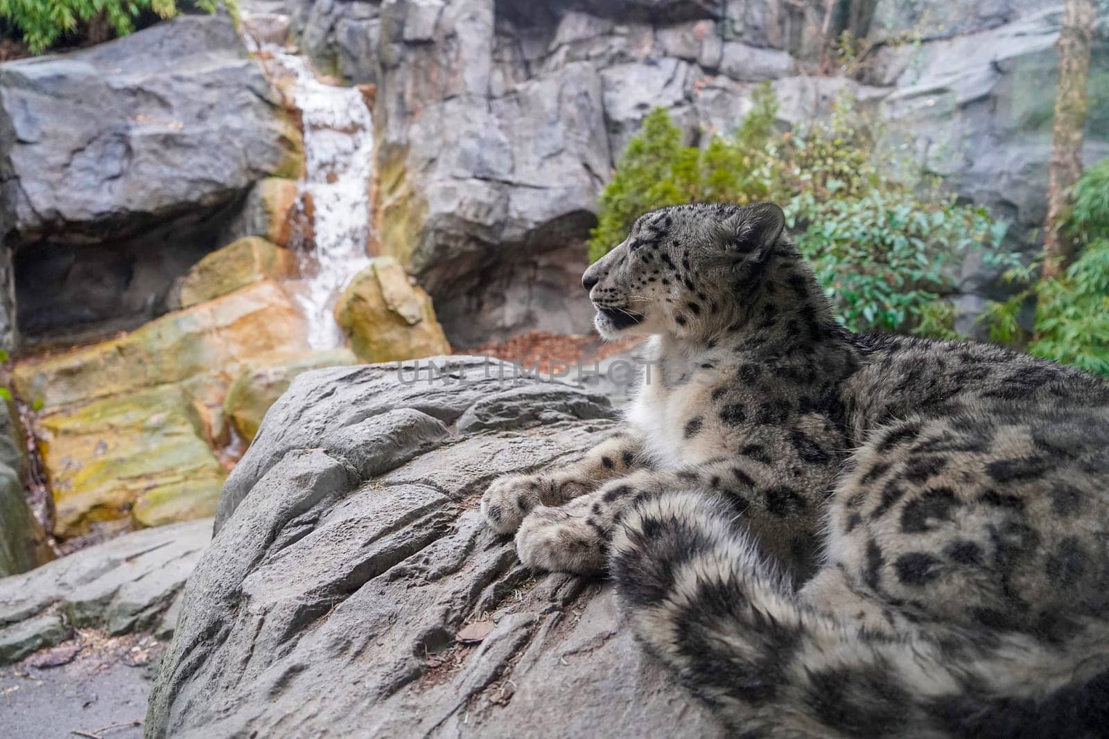 Portrait of a snow leopard, Panthera uncia looking at a waterfall from a rock by AndreaIzzotti