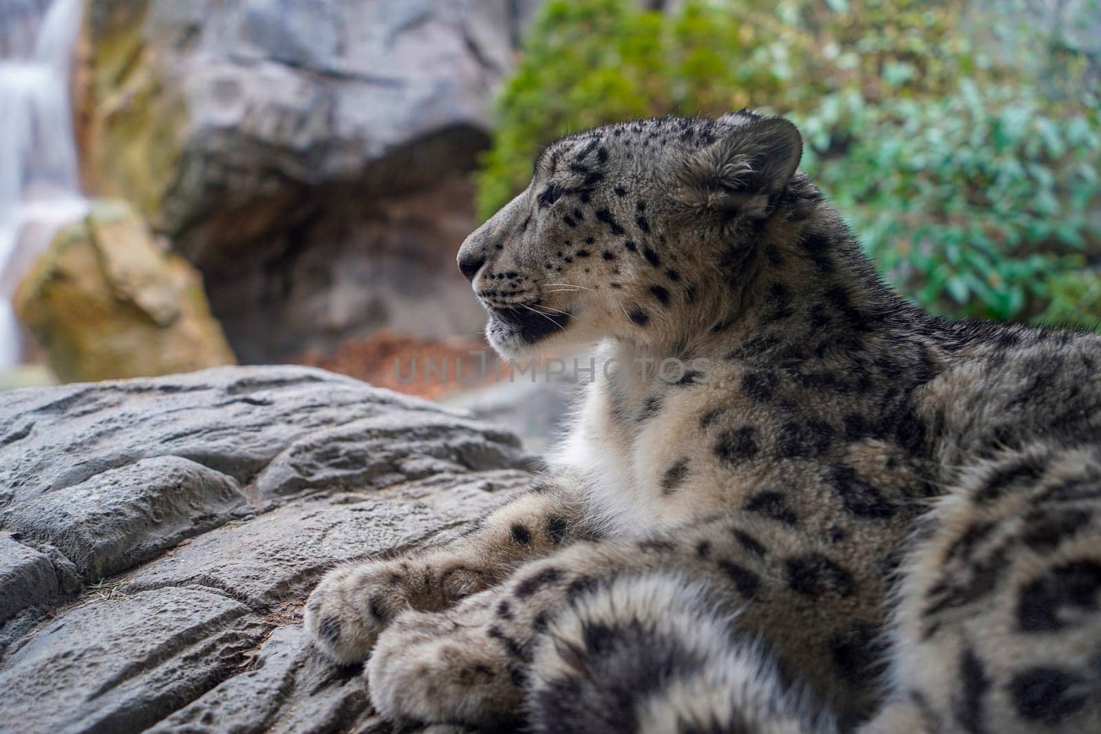 Portrait of a snow leopard, Panthera uncia close up looking at a waterfall from a rock
