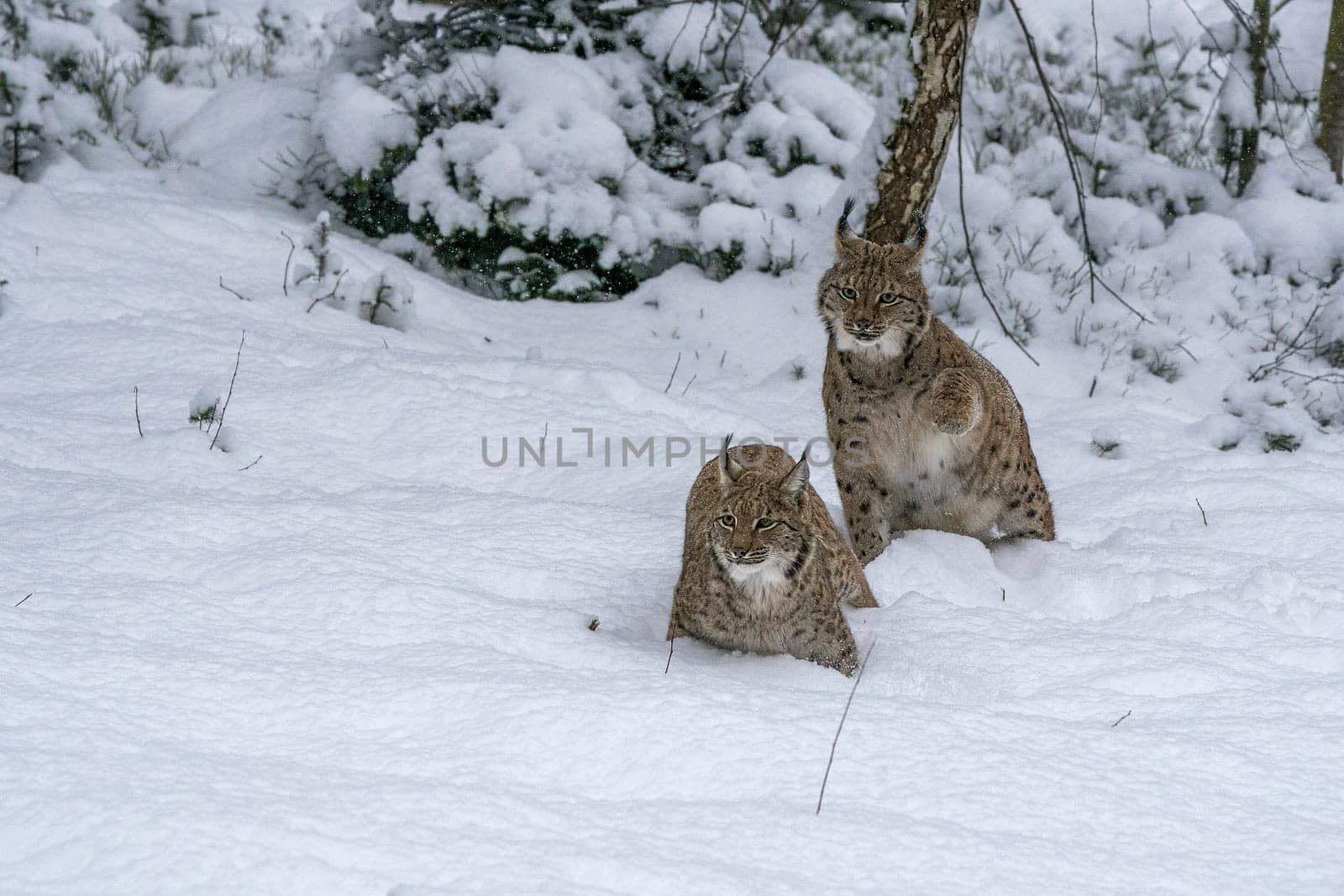 hunting Eurasian Lynx walking, wild cat in the forest with snow. Wildlife scene from winter nature. Cute big cat in habitat, cold condition.