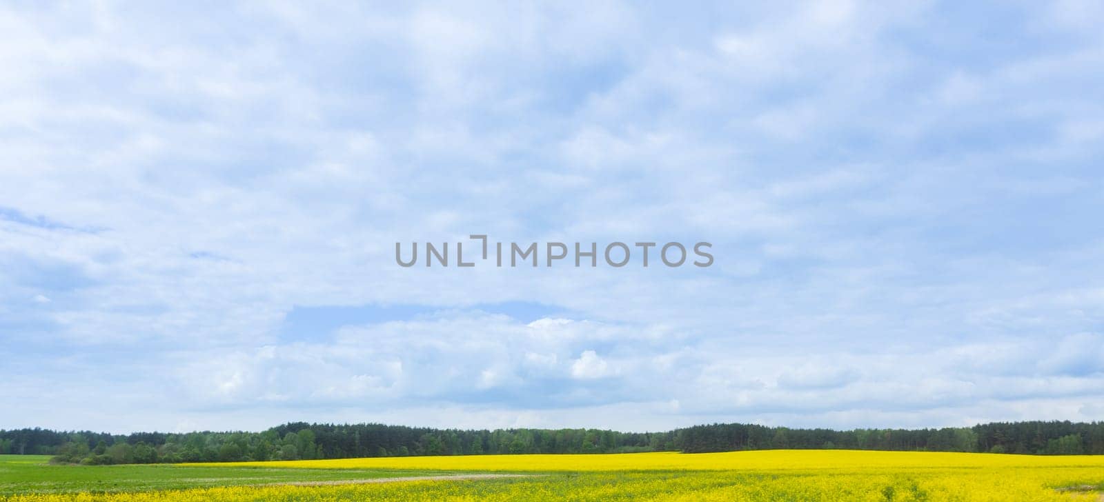 Green field and blue sky by Fabrikasimf
