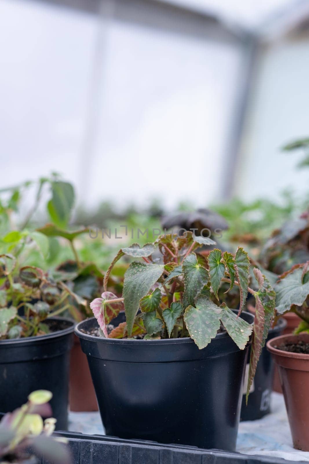 Growing flower seedlings in the greenhouse room. by AnatoliiFoto