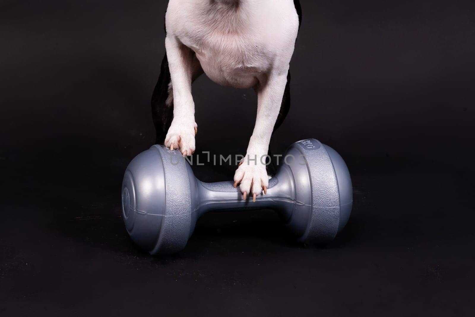 Boston terrier dog with dumbbell isolated on a black background