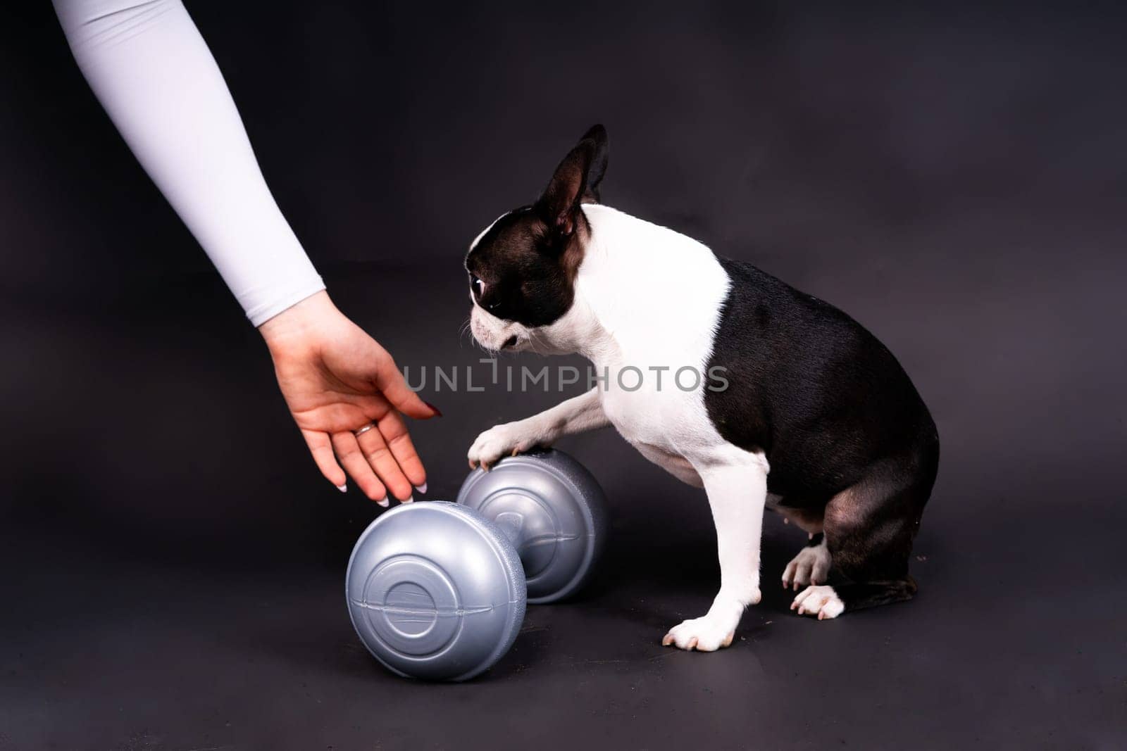 Boston terrier dog with dumbbell isolated on a black background