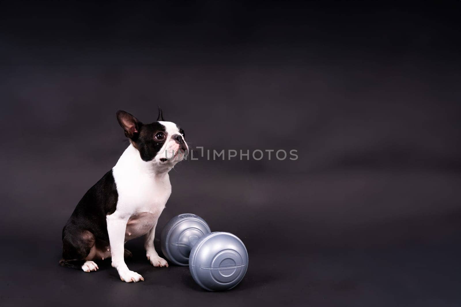 Boston terrier dog with dumbbell isolated on black background by Zelenin