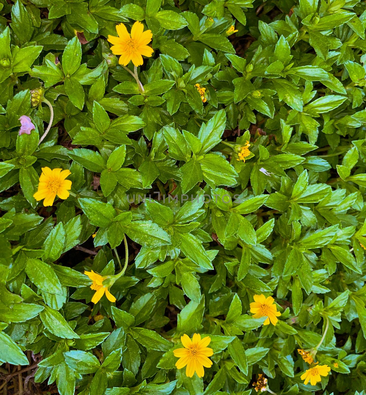 Beautiful yellow flower Indian Daisy or Indian summer or Rudbeckia hirta or Black-Eyed Susan or Bay Biscayne creeping-oxeye or Sphagneticola trilobata