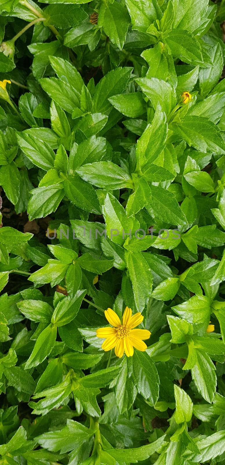 Beautiful yellow flower Indian Daisy or Indian summer or Rudbeckia hirta or Black-Eyed Susan by antoksena