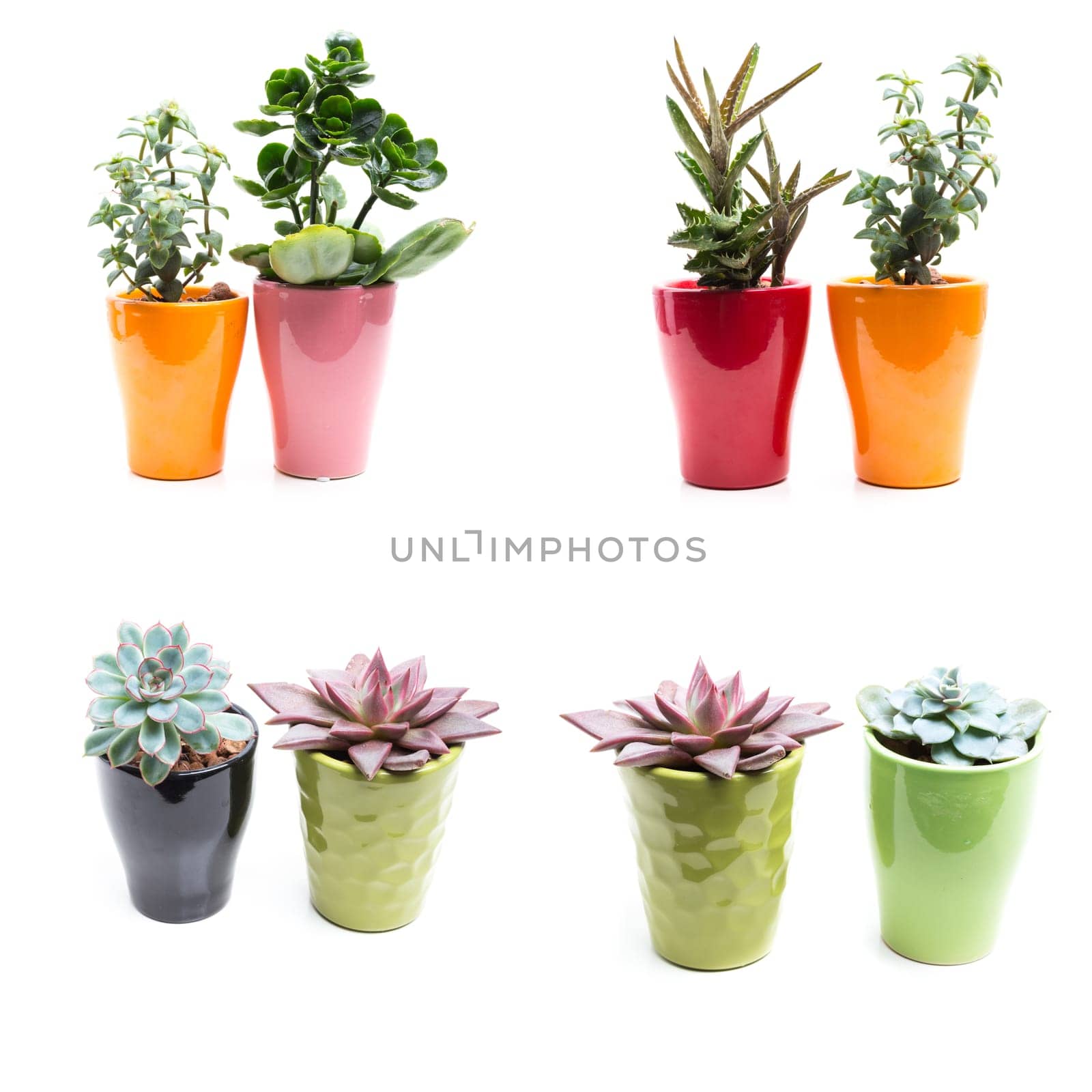 green plants in flower pots on white background by Fabrikasimf