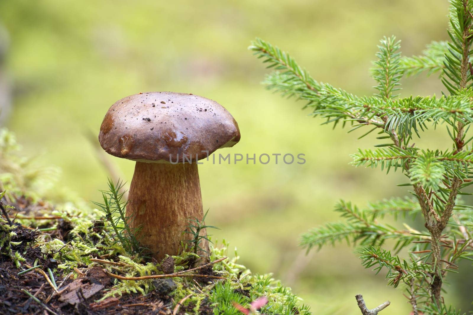 Close up of a Boletus pinophilus mushroom growing on top of moss in an outdoor setting