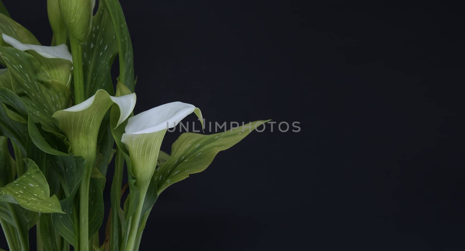 White calla lilies flowers on black background by NetPix