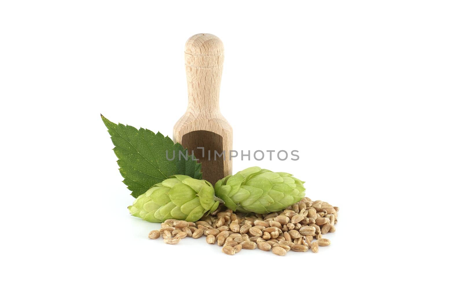 Fresh green hops cones and wooden scoop filled with grains isolated on white background, beer brewing ingredients