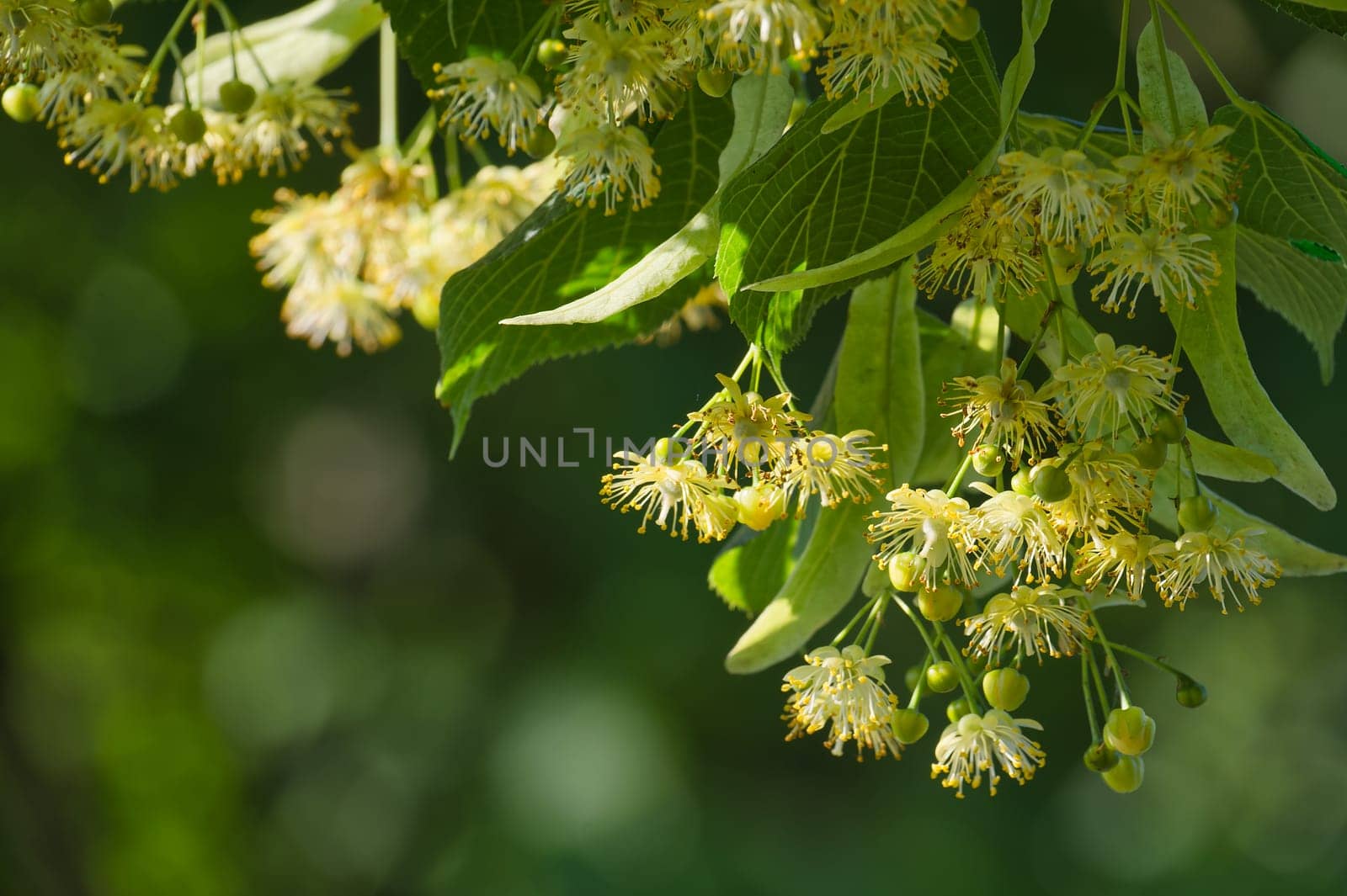 Linden tree branch prominently displaying both leaves and flowers the flowers present in varying stages of bloom
