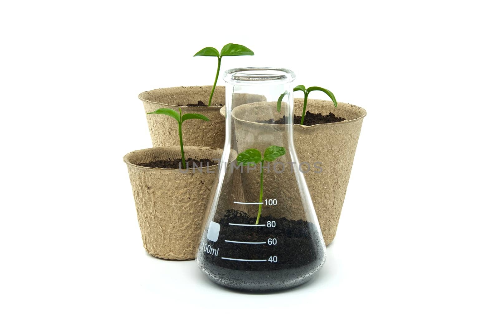 Biodegradable cups containing soil and sprouts are placed near conical glass flask, also filled with soil and featuring a slightly larger green plant