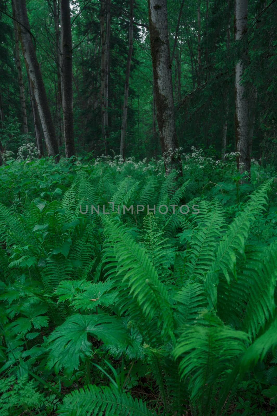 Fern leaves in the summer forest