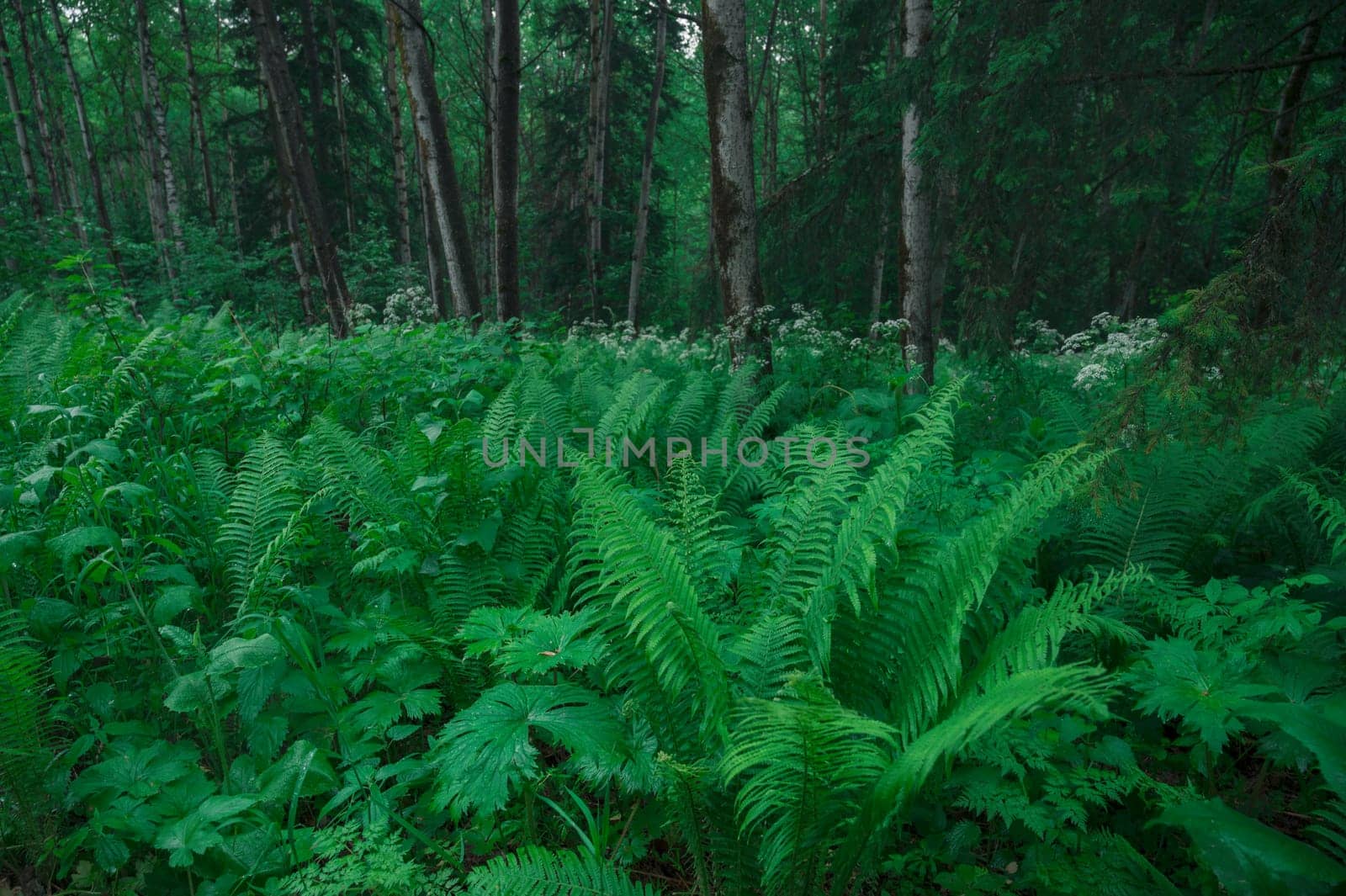 Fern leaves in the summer forest