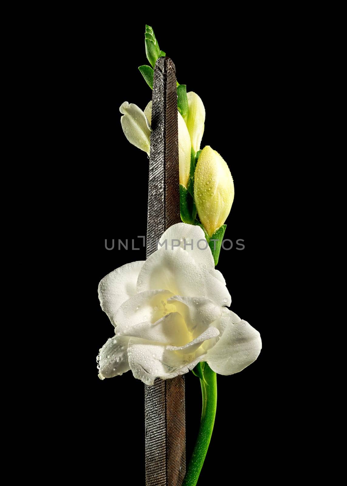 Old rusty metal tool and white freesia on a black background by Multipedia