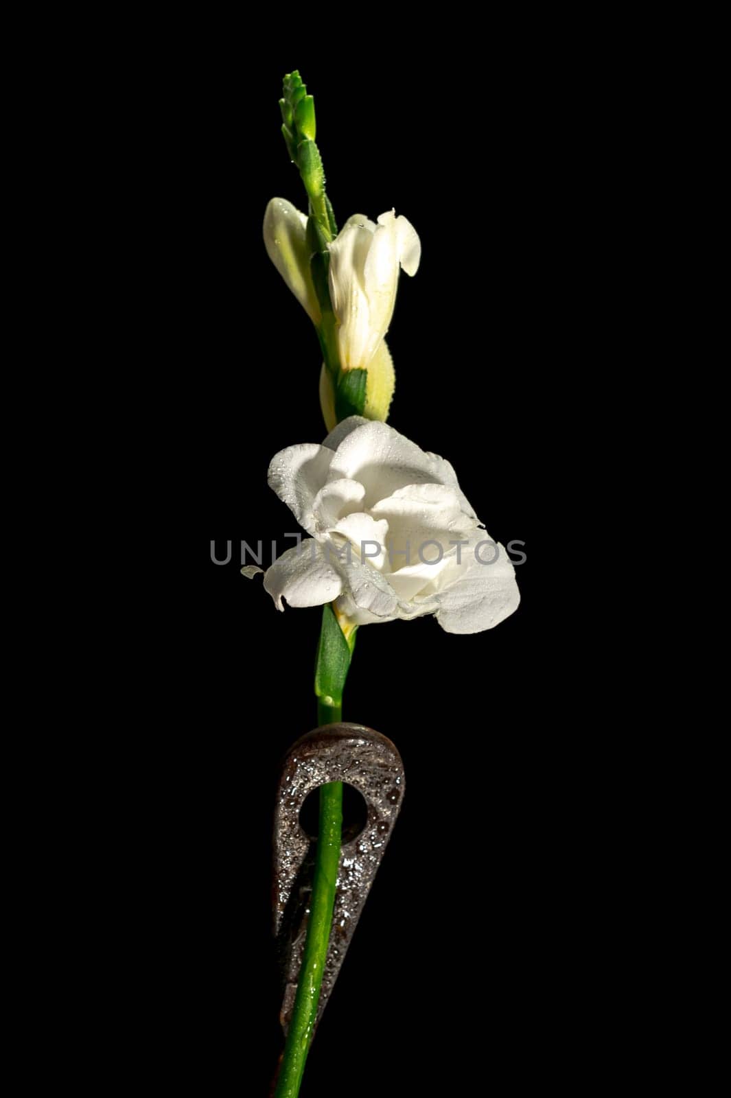 Creative still life with old rusty metal tool and white freesia flower on a black background