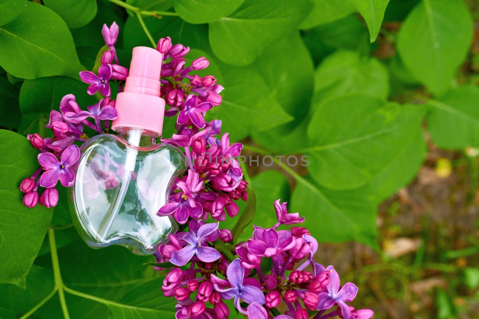 Pink atomizer spray among delicate purple lilac flowers by jovani68