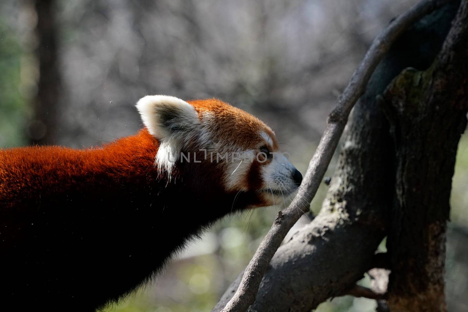 Red panda close up portrait looking at you by AndreaIzzotti