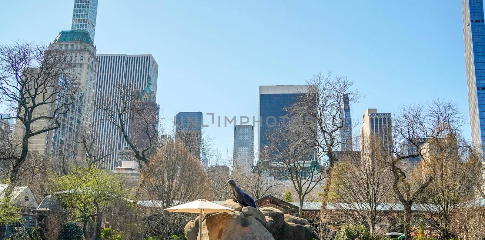 A Sea Lion in Central Park Zoo, New York City