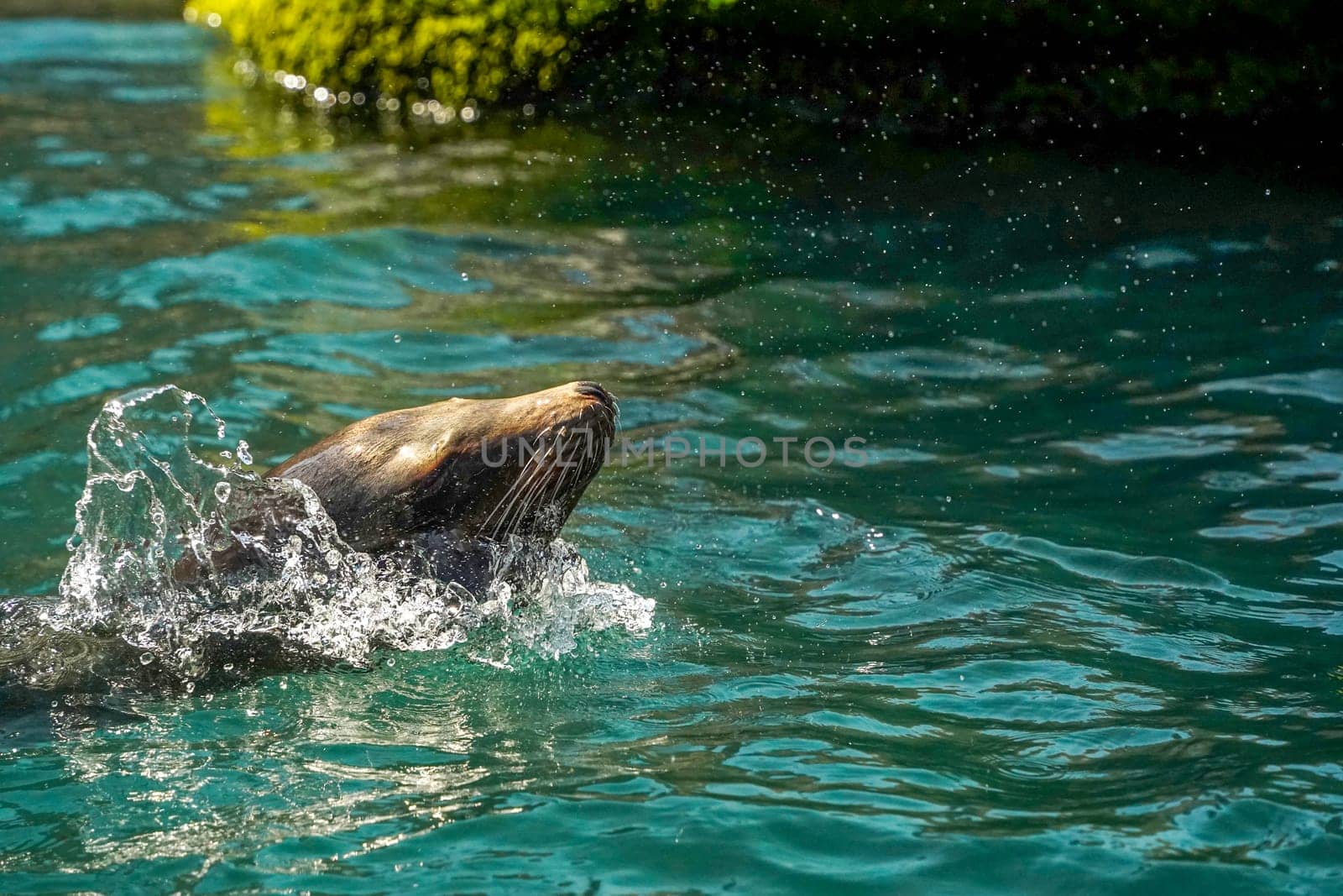 Sea Lion in Central Park Zoo, New York City by AndreaIzzotti