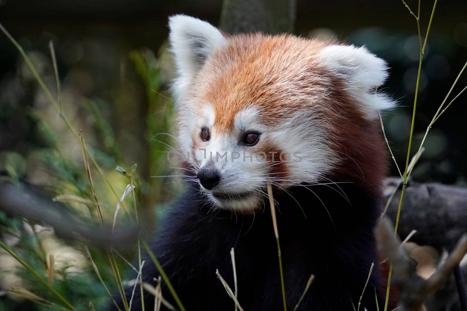 Red panda close up portrait looking at you by AndreaIzzotti