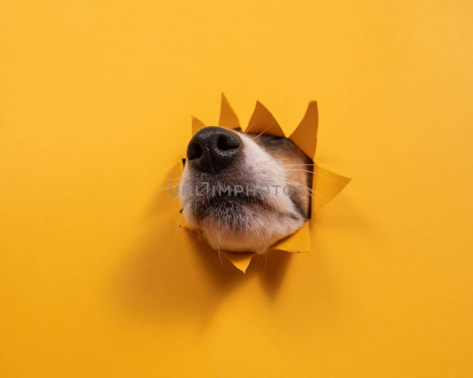 Jack Russell Terrier dog nose sticking out of torn paper orange background. by mrwed54