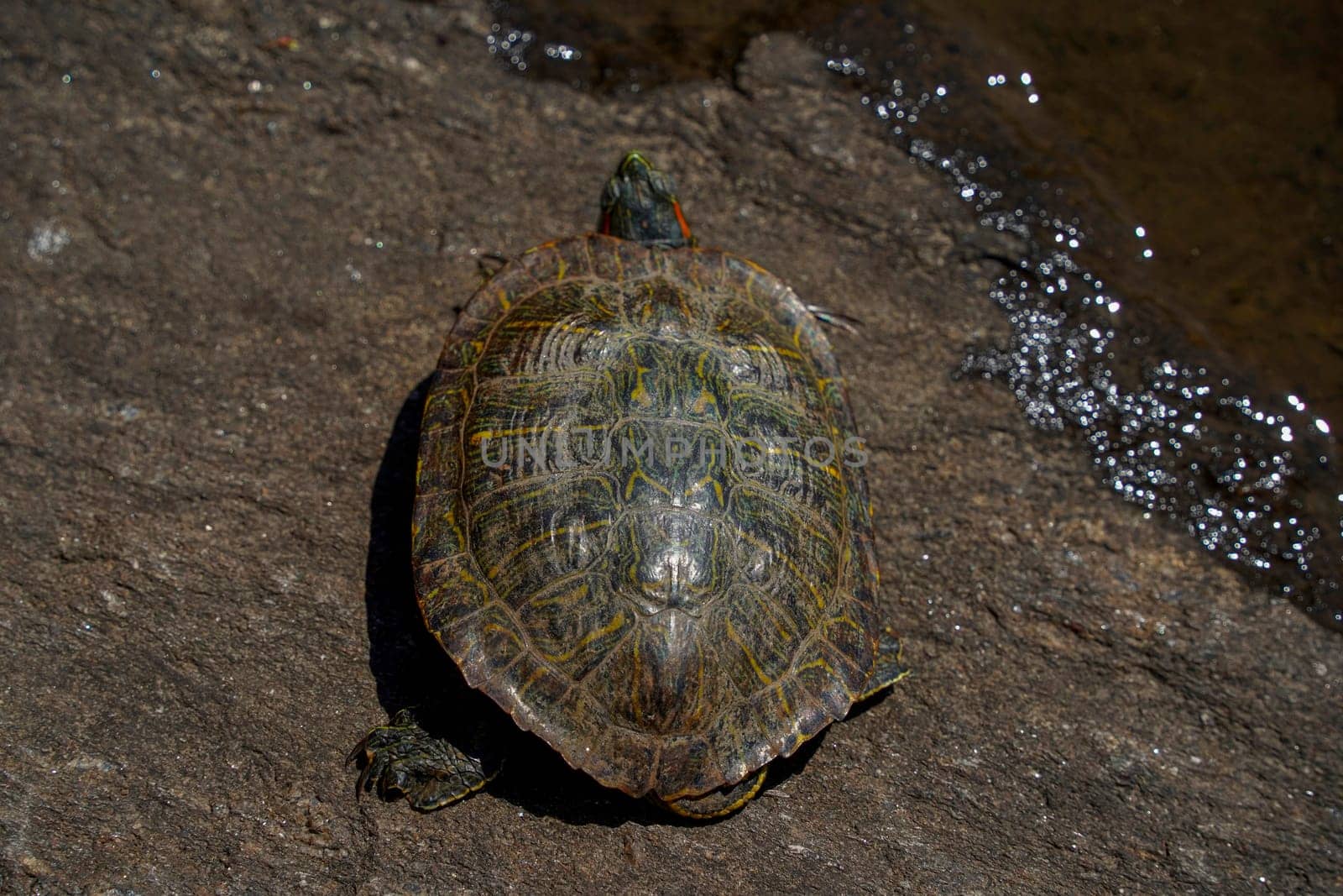 turtle living in a pond in Central park in New York city USA