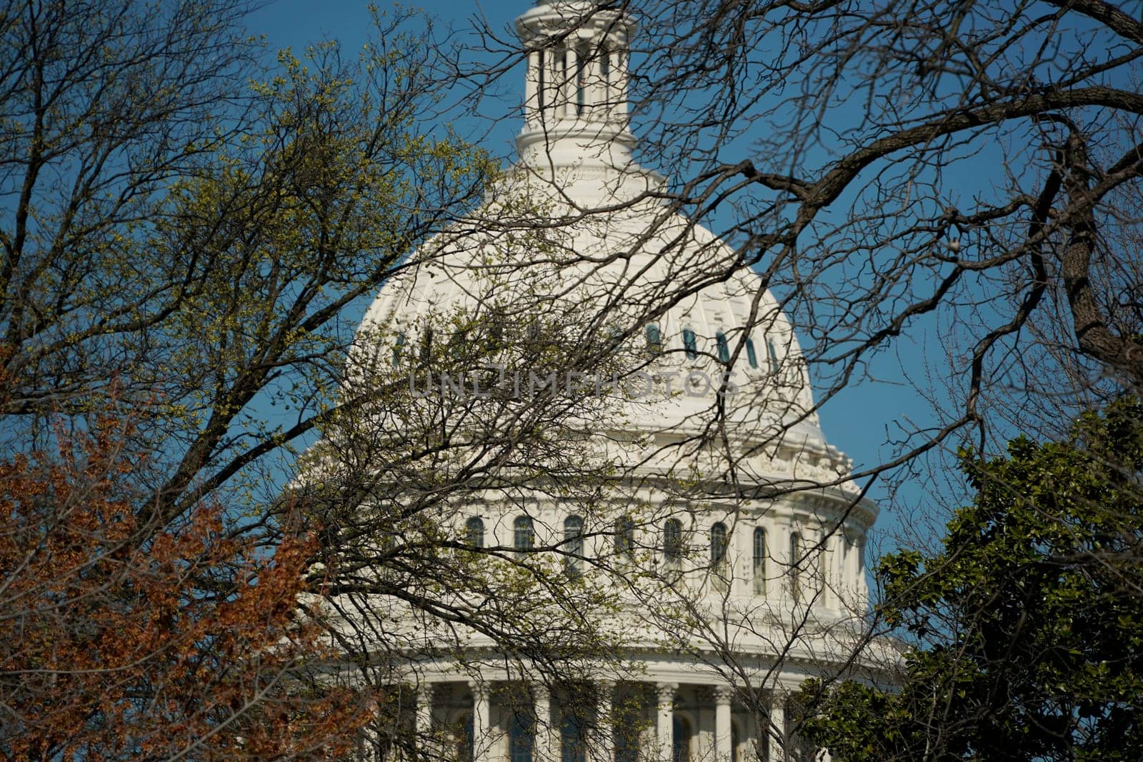 throught tree branches washington dc capitol detail Usa