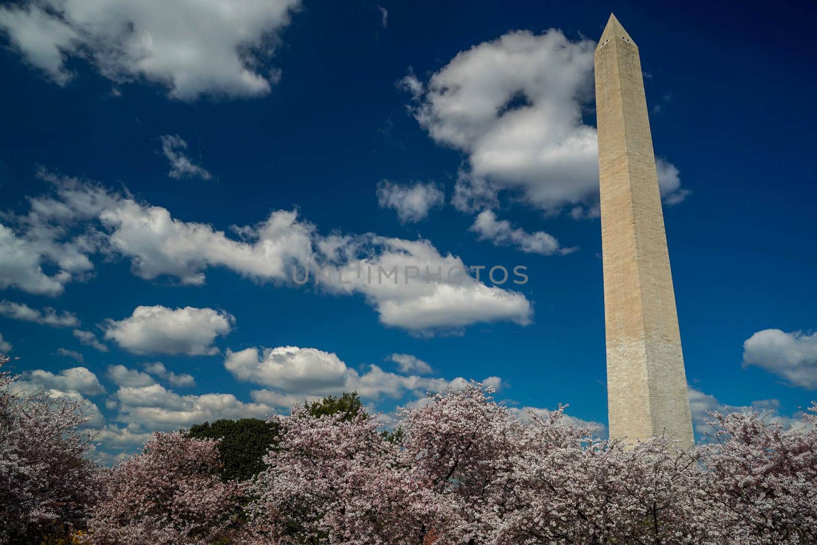 Cherry blossom in washington dc monument by AndreaIzzotti