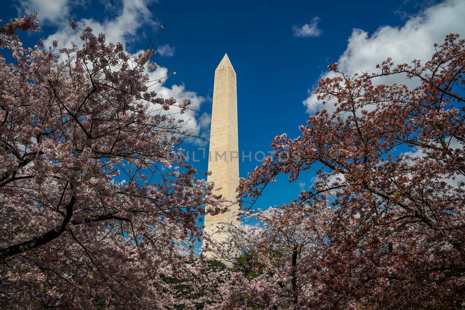 Cherry blossom in washington dc monument by AndreaIzzotti