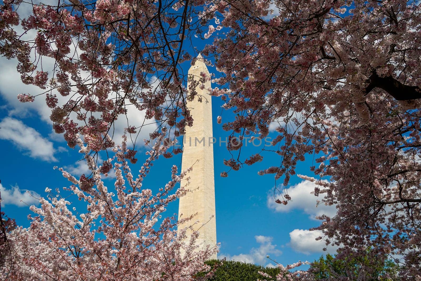 Cherry blossom in washington dc monument by AndreaIzzotti