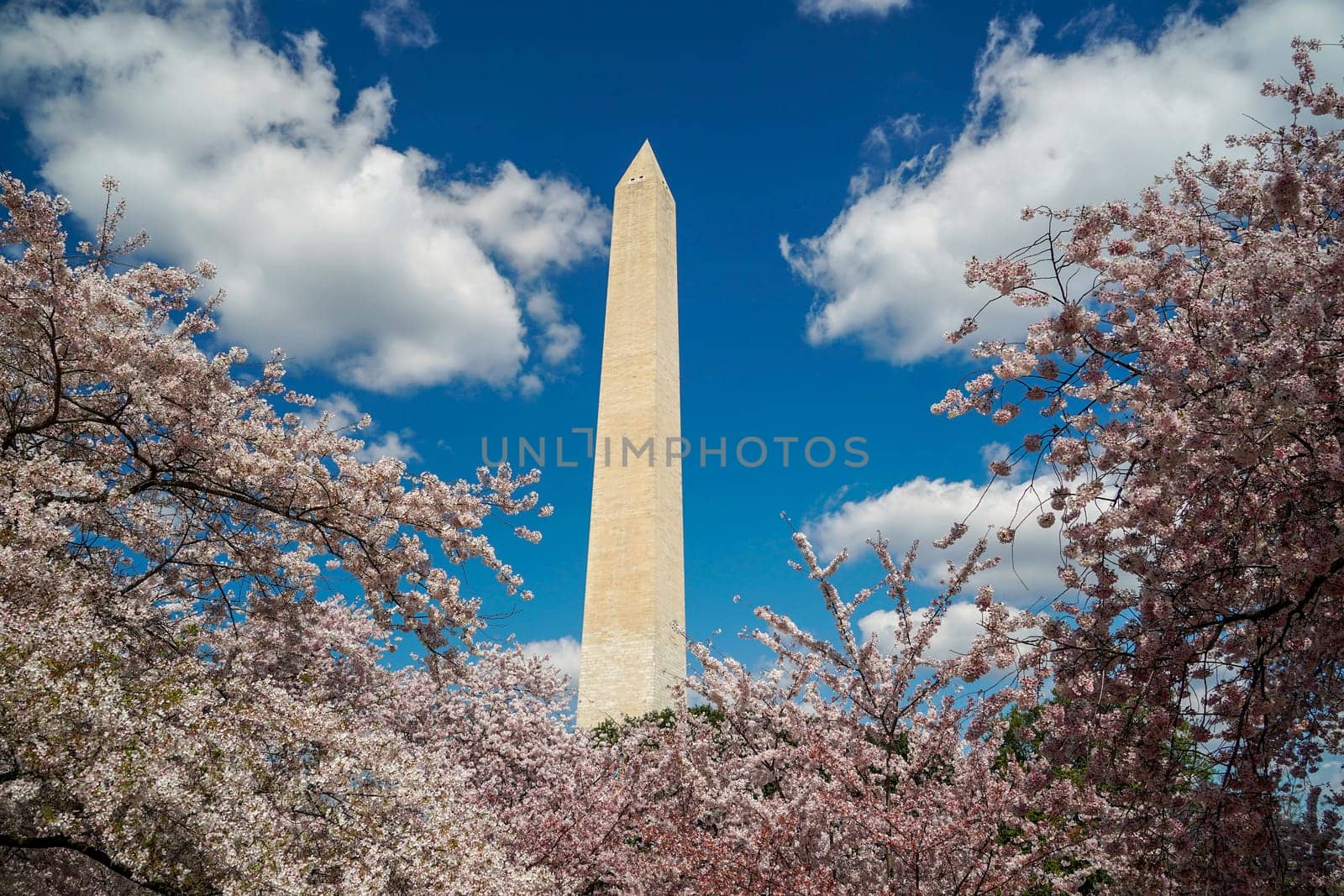 Cherry blossom in washington dc United States of America