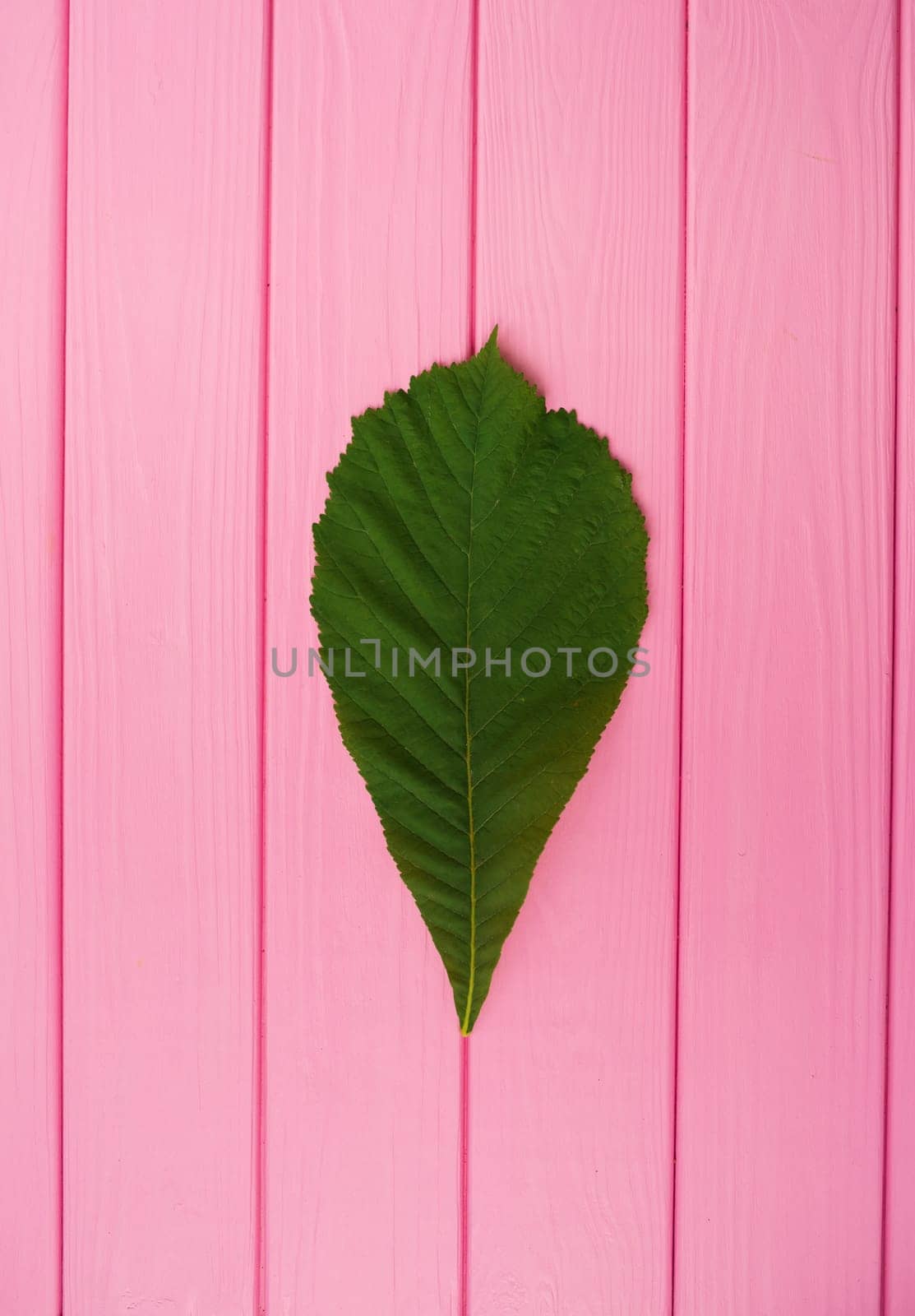 Summer abstract background mockup template free copy space for text pattern sample top view above on pink wooden board. blank empty area for inscription. green chestnut tree leaf isolated close up