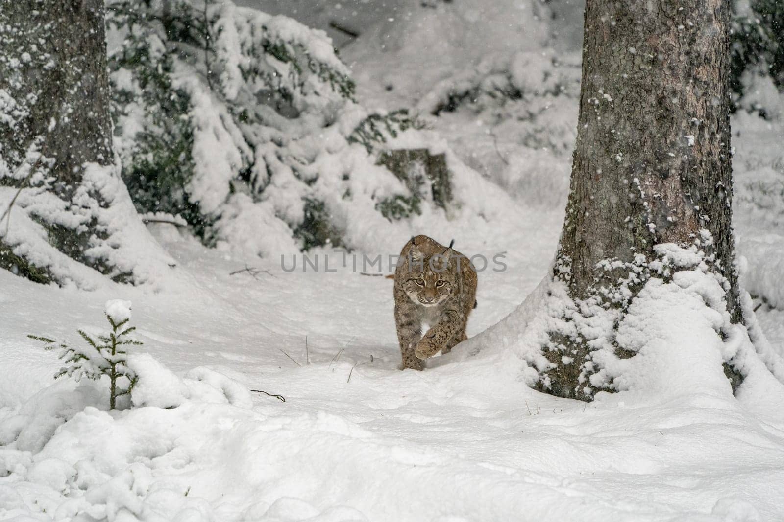 Eurasian Lynx walking, wild cat hunting in the forest with snow. by AndreaIzzotti