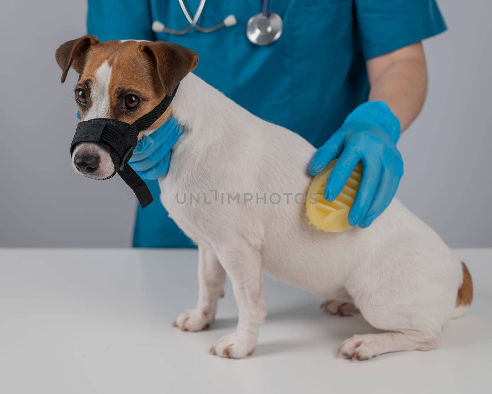 A veterinarian brushes a dog with a silicone brush. Jack Russell Terrier in a muzzle during grooming