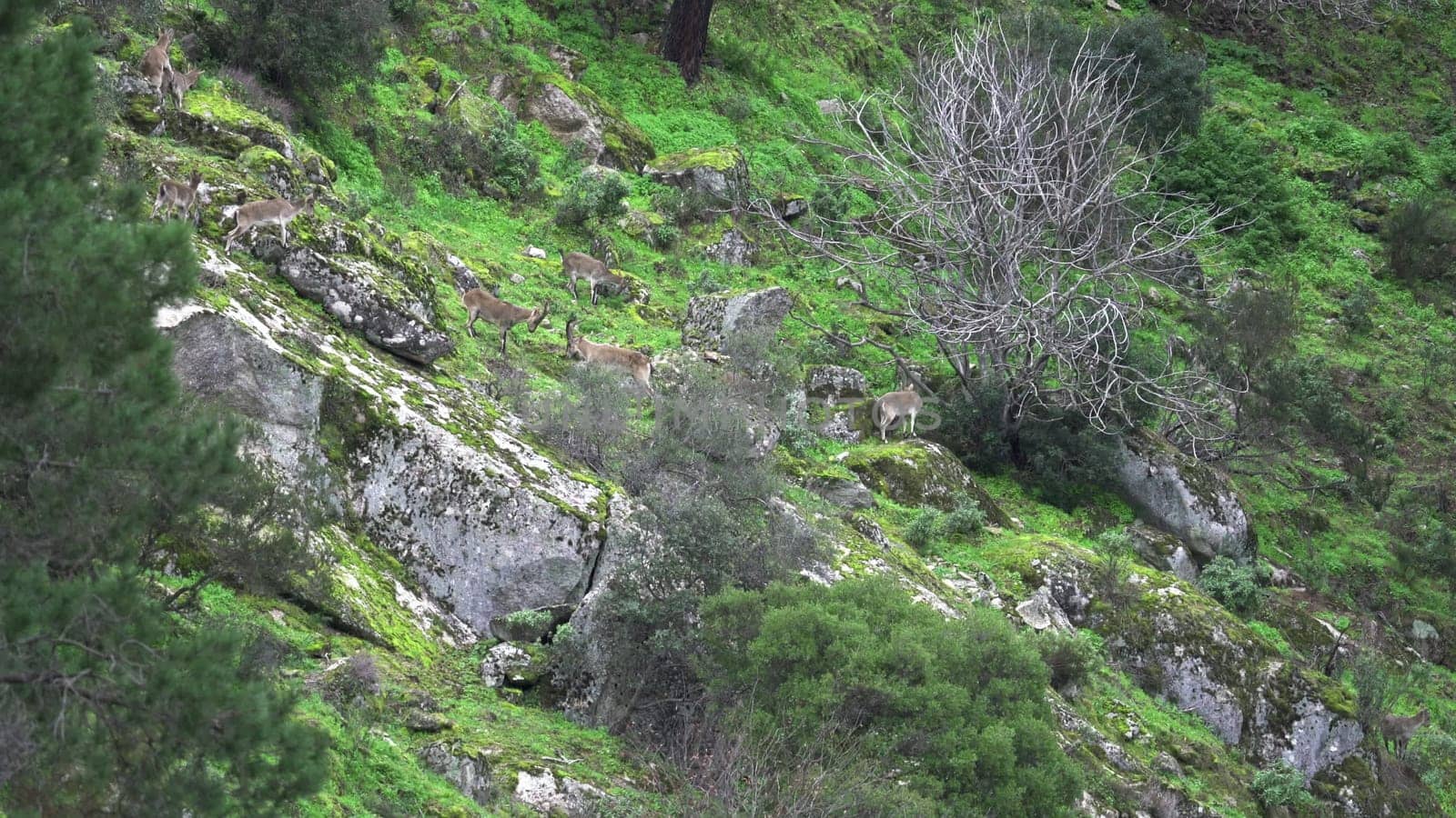 Mountain goats engage in rivalry and battles on a lush, steep terrain.