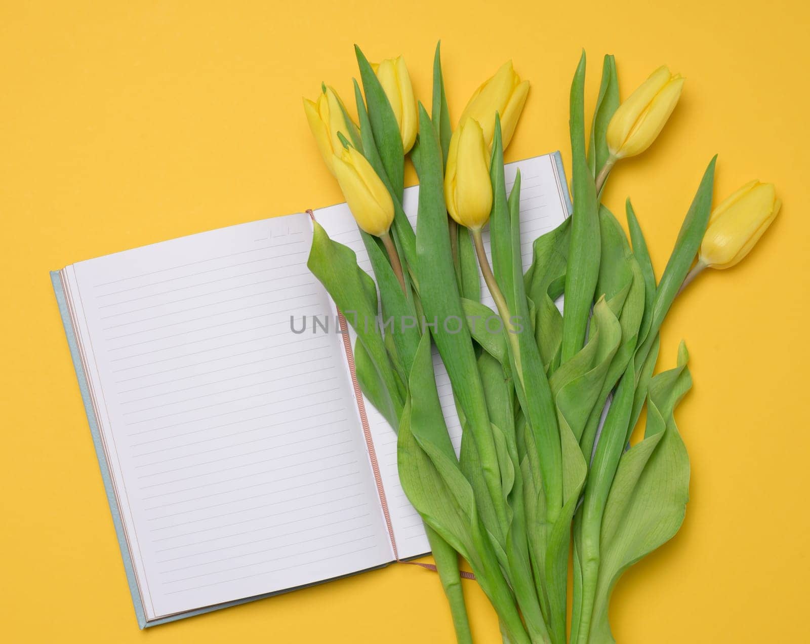 Open notebook with white blank sheets and a bouquet of yellow tulips on a yellow background by ndanko