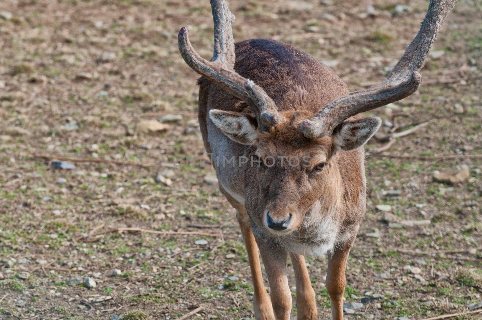 Male Roe Mule Deer  by AndreaIzzotti