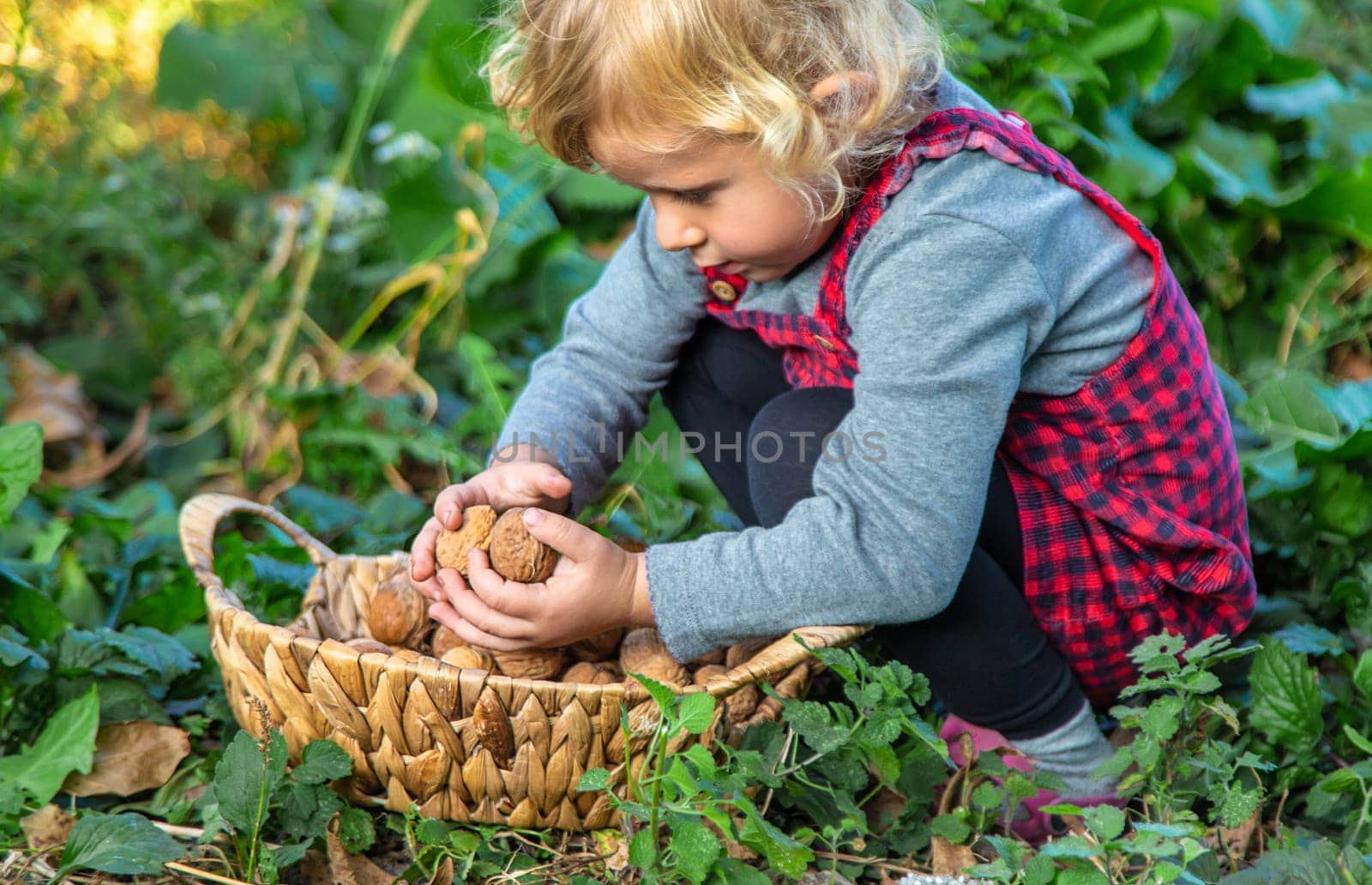 A child harvests nuts in the garden. Selective focus. by yanadjana