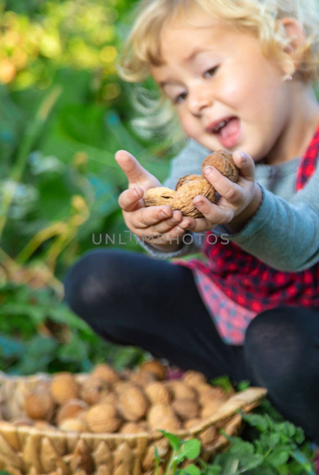 A child harvests nuts in the garden. Selective focus. Food.