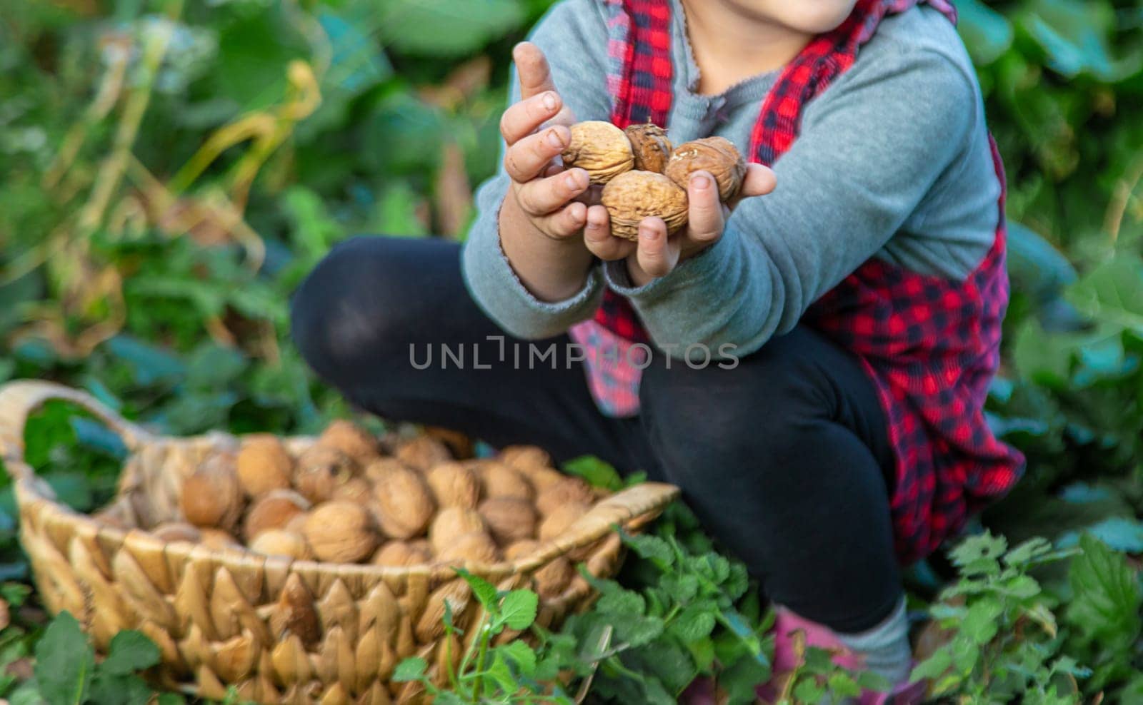 A child harvests nuts in the garden. Selective focus. by yanadjana