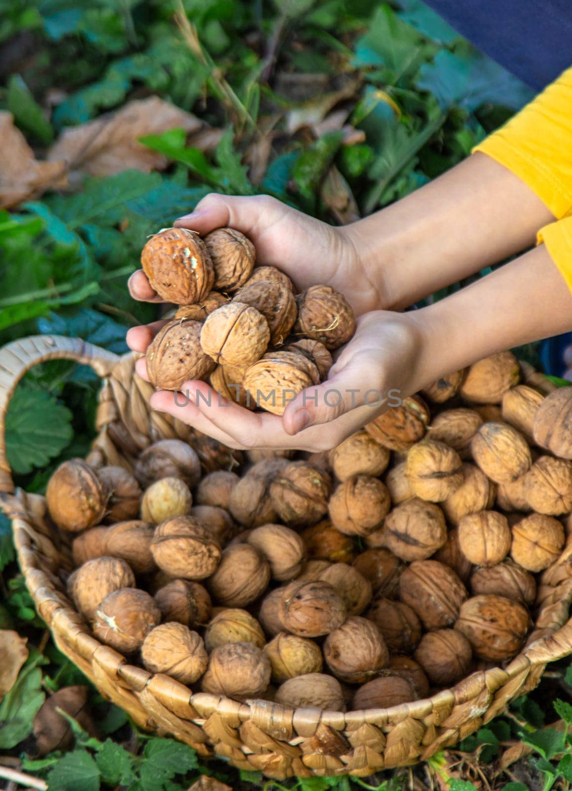 A child harvests nuts in the garden. Selective focus. Food.