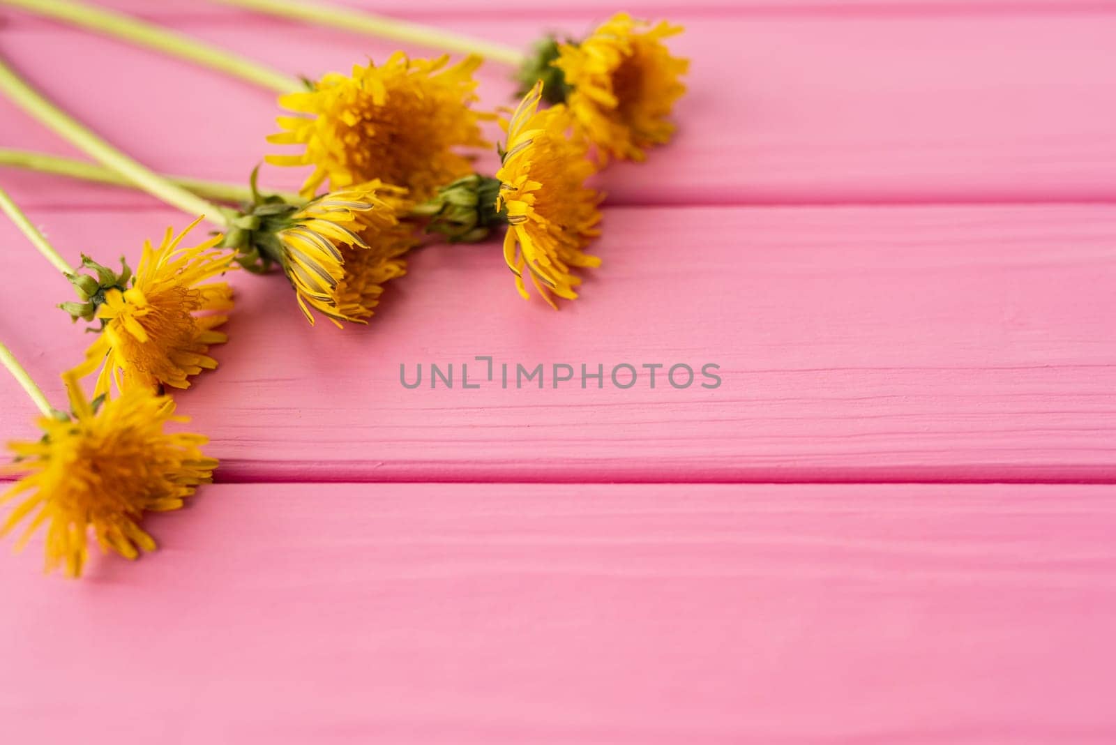 Summer abstract background mockup template free copy space text pattern sample top view above on pink wooden board. blank empty area for inscription. corners flowers borders frames yellow dandelions