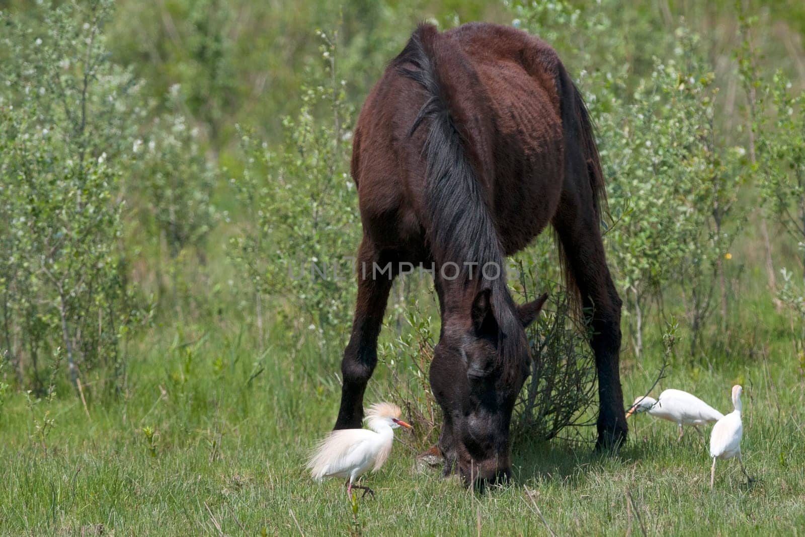 A black wild horse by AndreaIzzotti