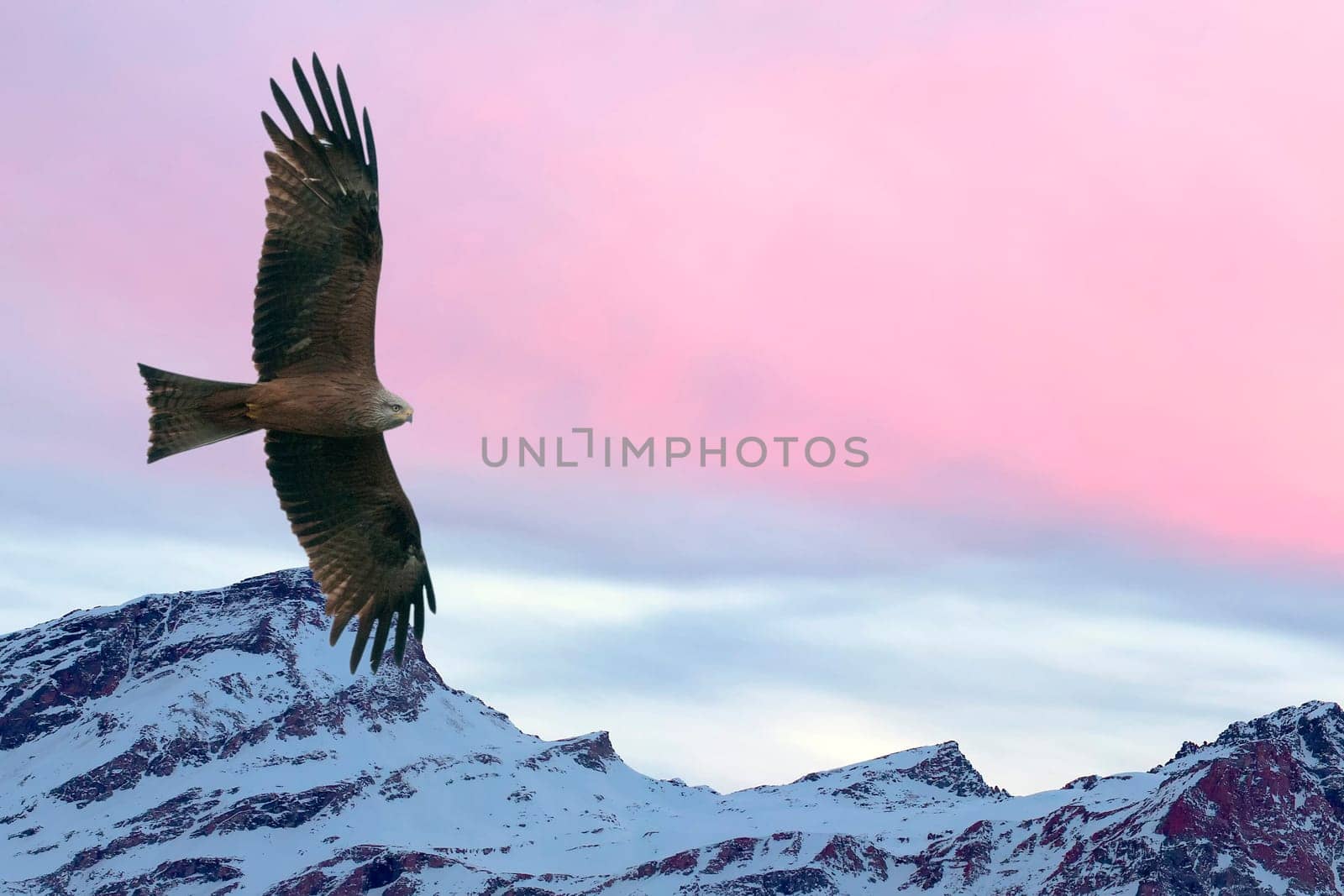  Eagle flying on pink sunset mountain background by AndreaIzzotti